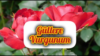 Güllere Vurgunum: Ruhunuzu Huzurla Dolduracak İlahi 🎶