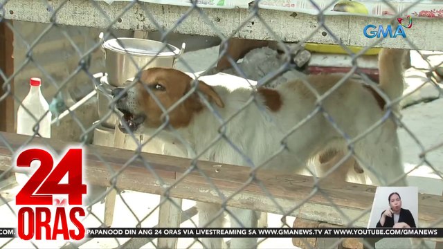 24 Oras Part 2: Animal safety; phreatic eruption sa Taal Volcano; kaso v. Quiboloy; comeback ni Twice member Nayeon, atbp.