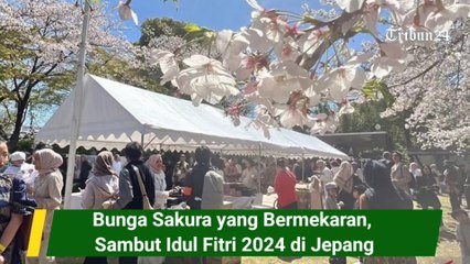 Bunga Sakura yang Bermekaran,  Sambut Idul Fitri 2024 di Jepang