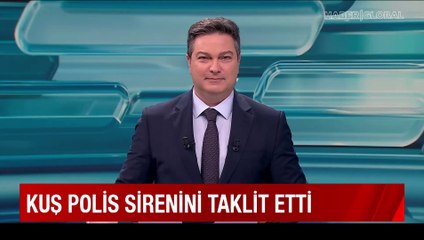 Gerçeğinden farksız: Kuşun polis sirenini taklit ettiği anlar şaşırttı