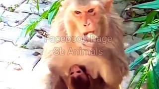 Monkey Shorts Video, Animal's Video, Monkey Viral Video #Animals#Wildanimals#Animalpalant