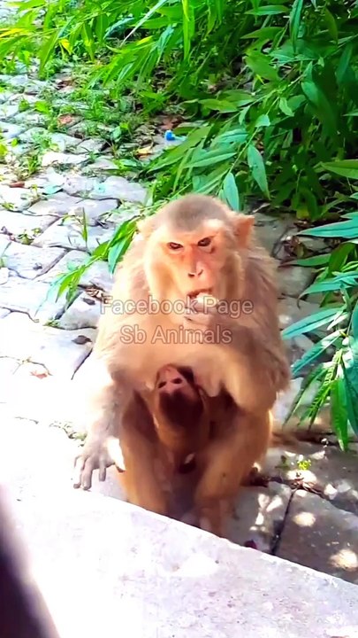 Monkey Shorts Video, Animal's Video, Monkey Viral Video #Animals#Wildanimals#Animalpalant