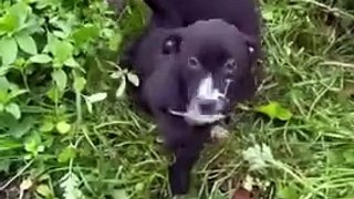 Puppies left abandoned at side of the Fishwick Bottoms