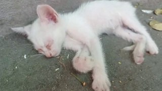 Kitten ROAST under AGONIZING Heat. Cat Rescue Cat videos Cats Purr