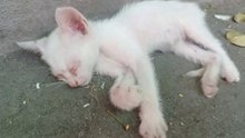 Kitten ROAST under AGONIZING Heat. Cat Rescue Cat videos Cats Purr