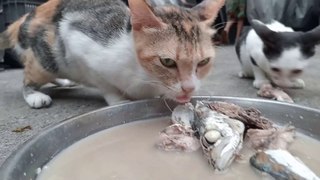 A FISHY reaction by ex stray cats.  cat food... Cats Cat videos purr cat sound meow