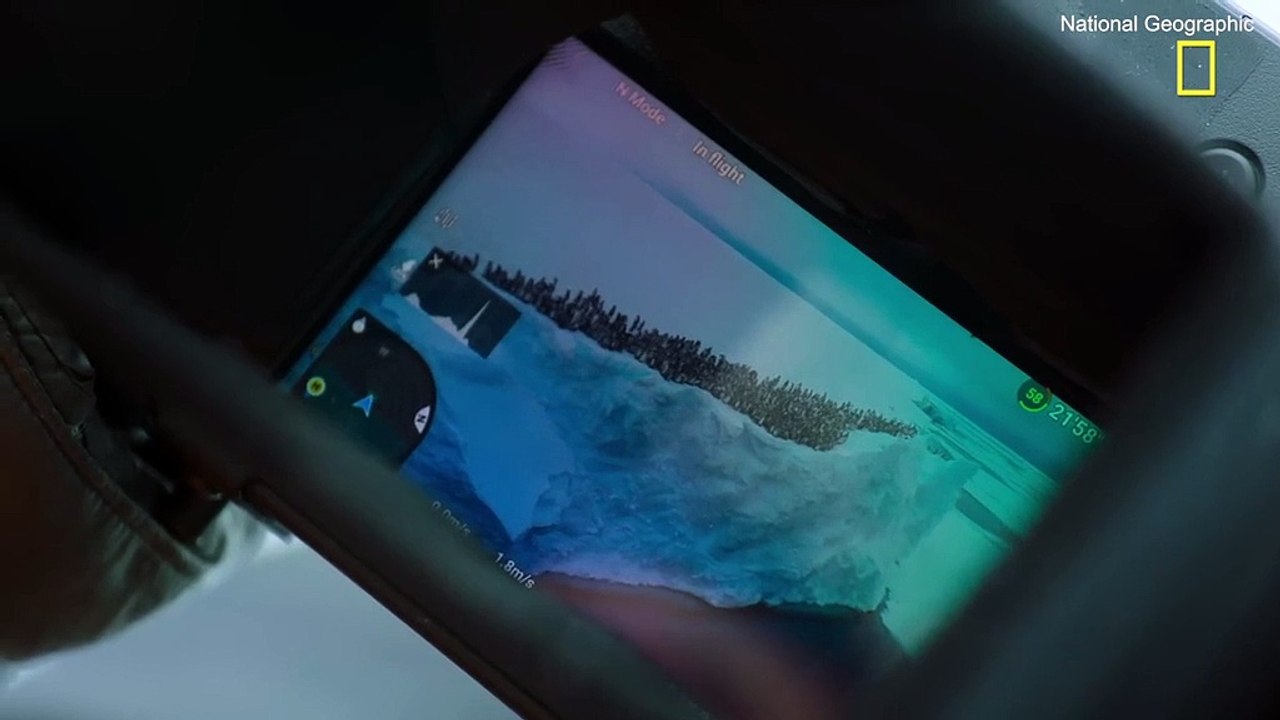 National Geographic, penguenleri böyle paylaştı