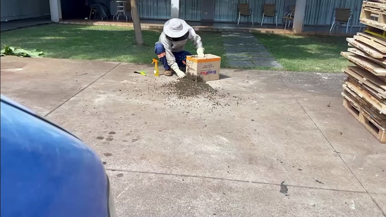 Defesa Civil remove enxame gigante de abelhas em empresa no Guarujá