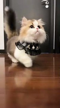 my cat plying with me #cat #cats #catsofinstagram #catstagram #catlife #funnycatvideos