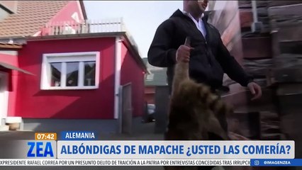 Carnicero alemán aprovecha la sobrepoblación de mapaches para vender su carne