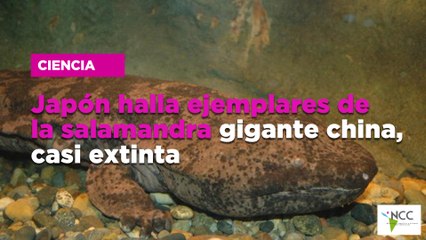Japón halla ejemplares de la salamandra gigante china, casi extinta