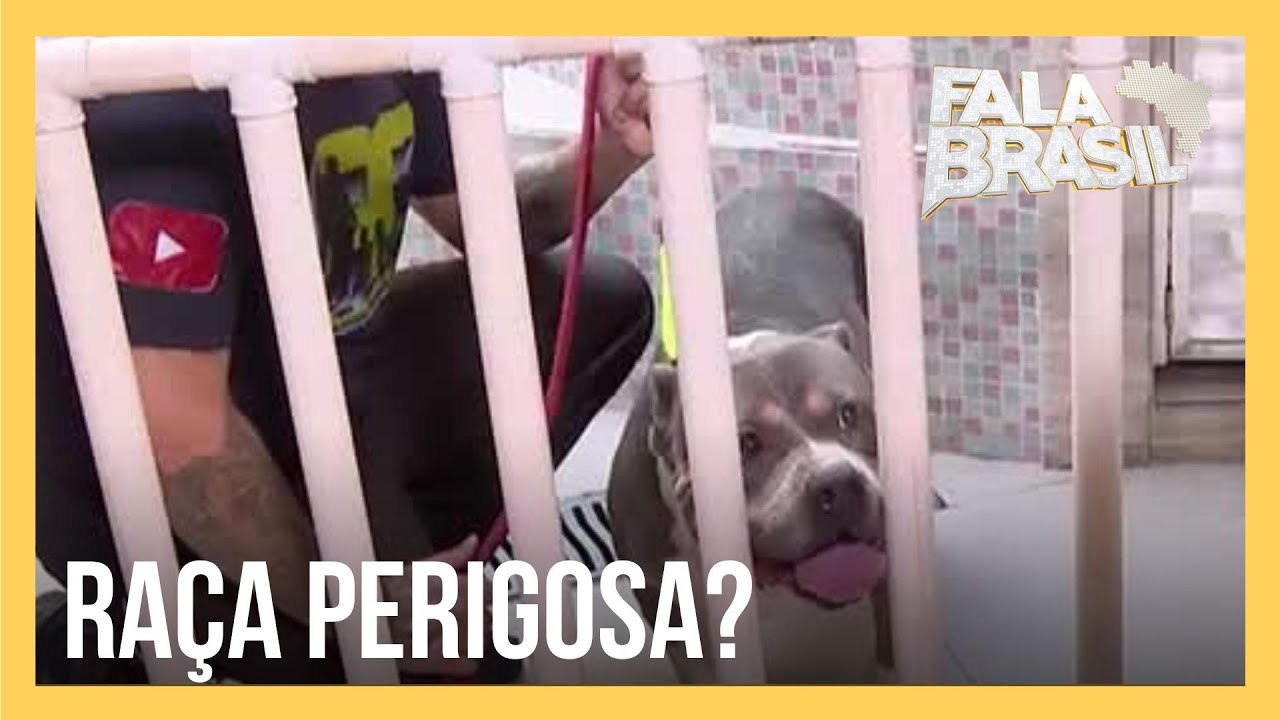 Novos ataques de pitbulls geram debates sobre a raça