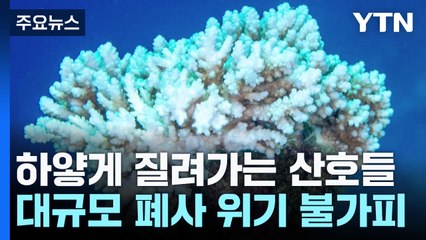 하얗게 질려가는 산호들..."전례 없는 폐사 위기" / YTN