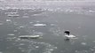 A dog travels on a piece of ice in the ocean ice in the ocean of ice in the oceanيA dog يسافر traveling on a piece of ice in the wandering oceanساA dog يسافر traveling on a piece of ice in the frozen oceanفر traveling on a piece of ice in the frozen ocean