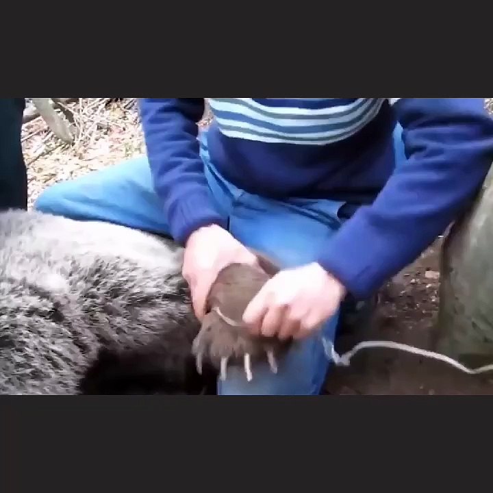 Hitting a bear with a drug to get him out of the trap