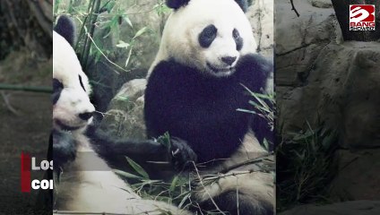 Los pandas gigantes del Smithsonian comienzan su viaje de regreso a China