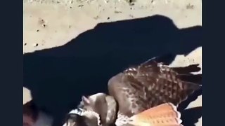 Ridding a bird from the grip of a snake