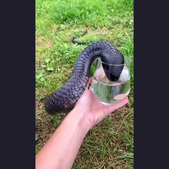 Have you ever seen a snake drink the water you give itDo! I saw a snake drinking the water you gave him؟