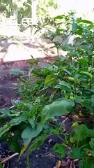 Kamoting kahoy, Sili