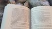 Owner Uses Their Sleeping Chihuahua as Book Table