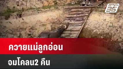 ควายแม่ลูกอ่อนจมโคลน2 คืน  | เที่ยงทันข่าว | 16 เม.ย. 67