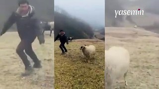Koç ile çobanın eğlenceli anları! 