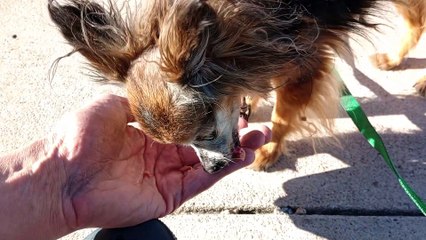Villanova saw no doggies or people close enough today for her to feal threatened, so all was good VID_20240415_170130654