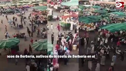 Anuncian lucha para proteger a los macacos de Berbería en Marruecos