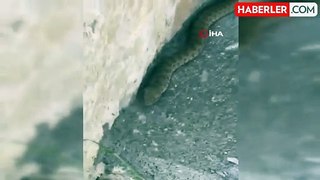 Isırığı bir insanı öldürmeye yetiyor: Engerek yılanı böyle görüntülendi