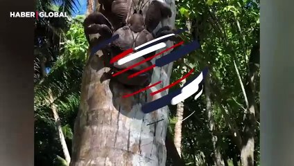 Dünyanın en büyük yengecini görüntülediği anlar viral oldu