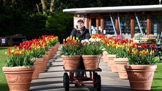 Burnby Hall Tulip Festival preview