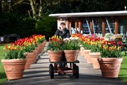 Burnby Hall Tulip Festival preview