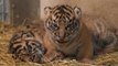 Deux tigres de Sumatra, espèce en danger, naissent en captivité à Amiens