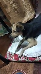 Story of my dog name bear