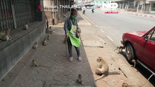 جولان میمون‌ها در تایلند در شهری که ساکنانش از حملات این جانوران به ستوه آمده‌اند