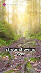 Creating Harmonious Visuals_ A Natural#natural scene