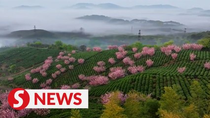 Tea gardens in Liyang: a perfect spring getaway in Eastern China