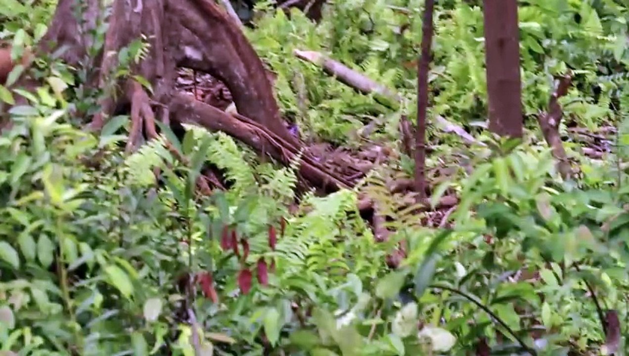 Orangutan Jungle School Saison 1 - An Orphan Orangutan Tries to Trick His Caregiver ? Orangutan Jungle School | Smithsonian Channel (EN)