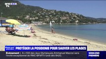 Var: 17 communes signent une charte pour protéger la posidonie sur leurs plages