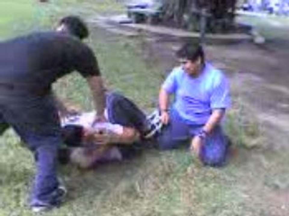 iniciacion de "pitbull"