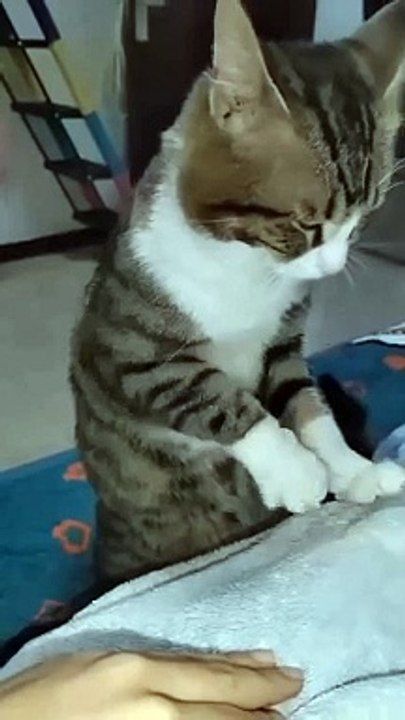 Kucing Ngambek