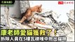 花蓮強震》康老師愛貓獲救了！拆除人員在5樓瓦礫堆中抱出貓咪（民眾提供）