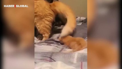 Yavrusunu kontrollü bir şekilde köpeğe gösteren anne kedi yürekleri ısıttı