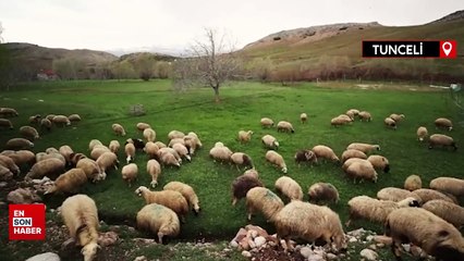 Tunceli'de köylüler baharın müjdecisi oğlak ve kuzulara özenle bakıyor