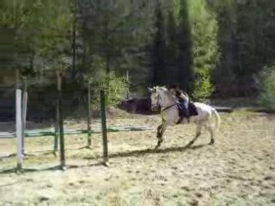 crin d'or 2007 trec branches basses