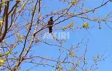 Beylikdüzü'nde görüntülenen bir karga herkesi şaşırttı! "Allah-u Ekber"
