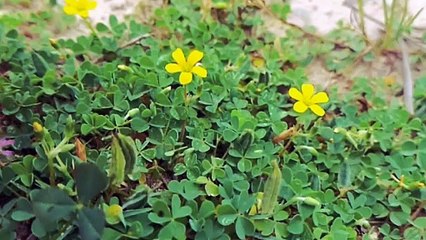 Oxalis plants