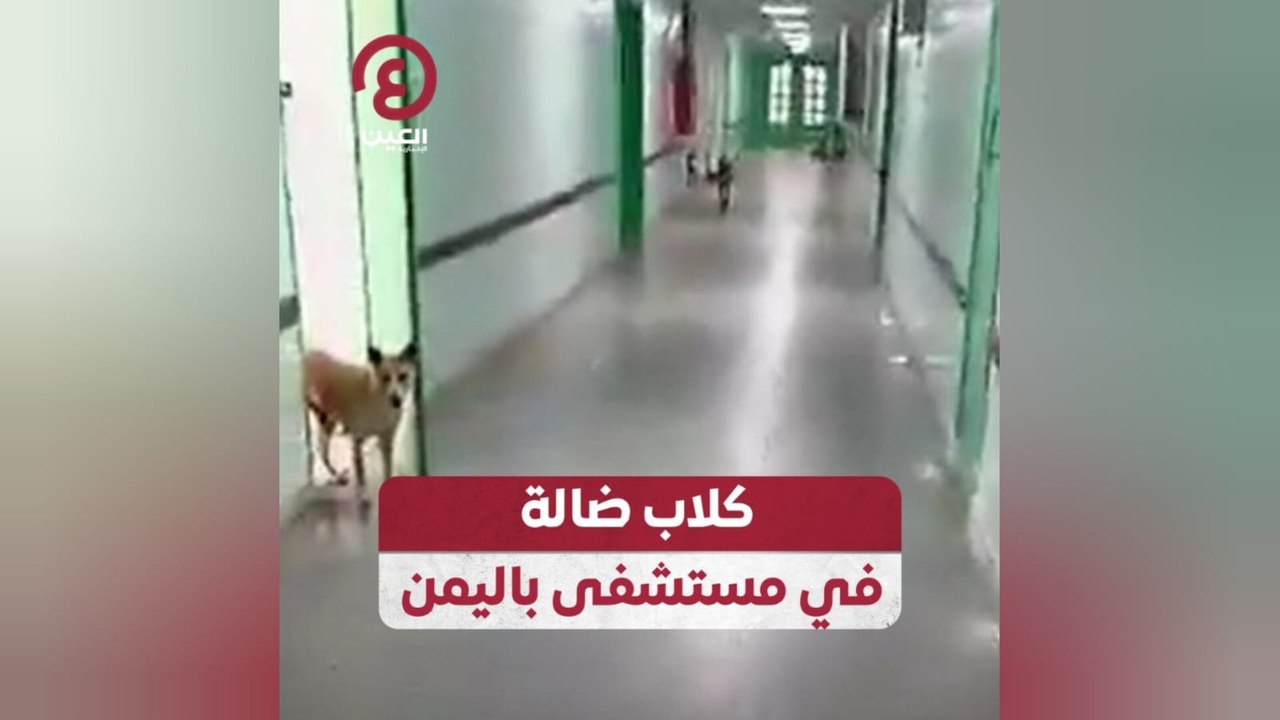 كلاب ضالة في مستشفى باليمن
