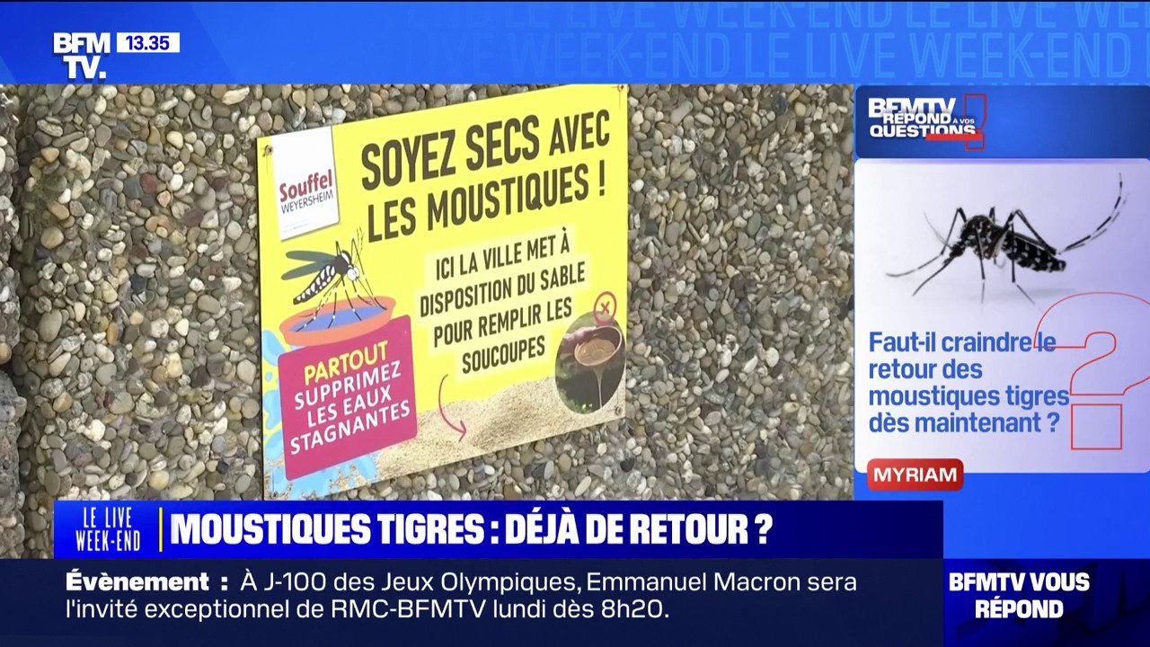 Les moustiques-tigres déjà de retour? BFMTV répond à vos questions