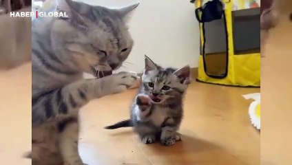 Temizliği nasıl yapması gerektiğini annesini izleyerek öğrenen kedi güldürdü